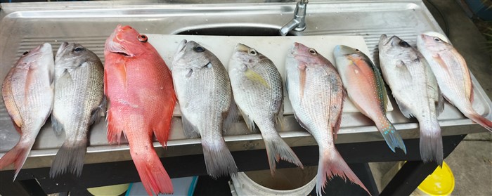 Noela Kay 1 sep assorted reef fish